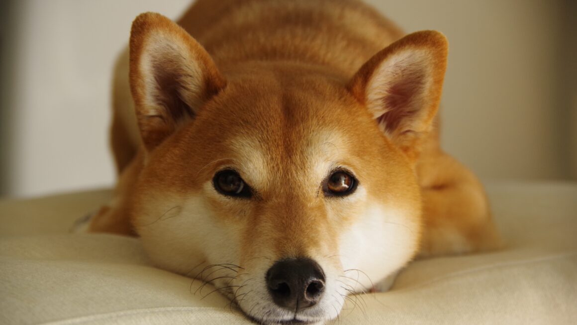 MyDoge запустит DogeOS: $6,9 млн на развитие приложений в сети Dogecoin